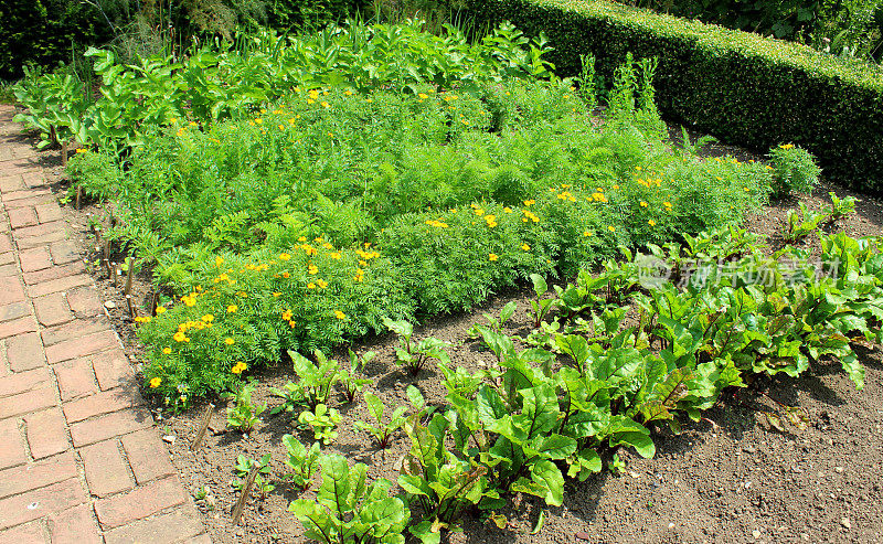 观赏蔬菜花园/厨房花园，胡萝卜，甜菜根，伴生种植